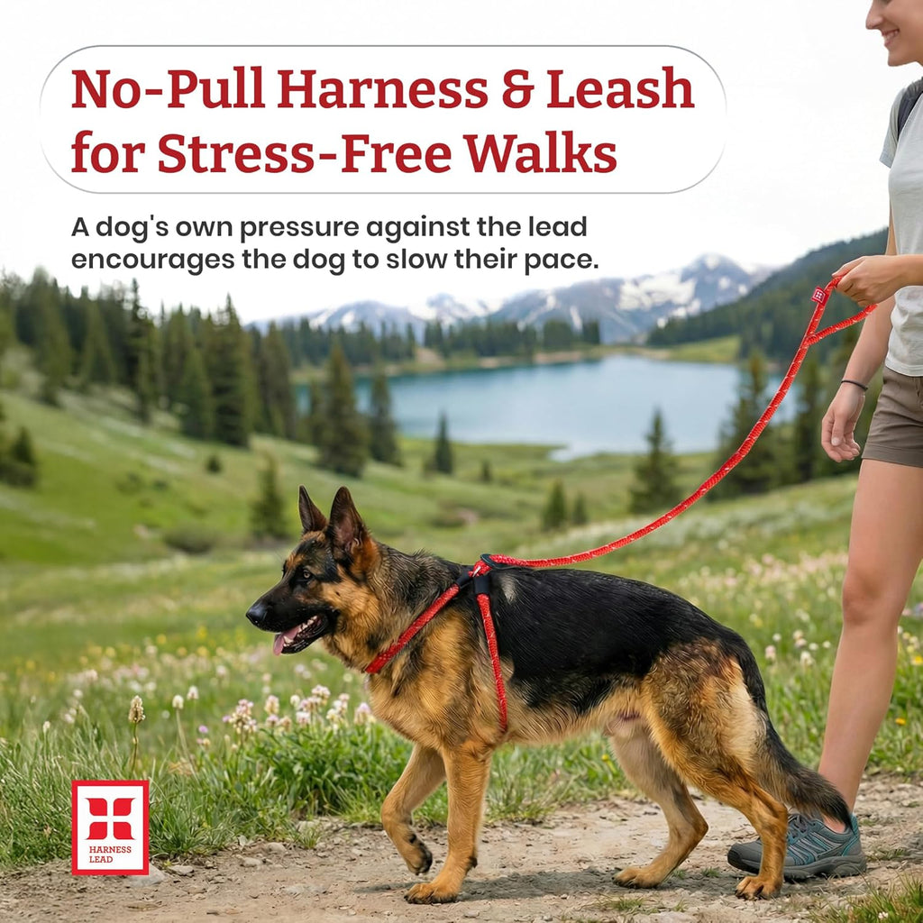 No Pull Dog Harness and Leash Set, anti Pull Dog Harness for All Breeds and Sizes, One-Piece Cushioned Rope Design Safely Prevents Escaping and Pulling (Small/Medium, Orange/Reflective)